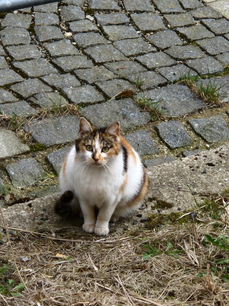 kočka